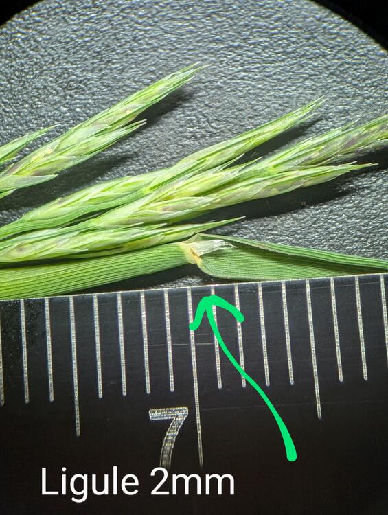 Inflorescence and ligule shown with metric ruler.