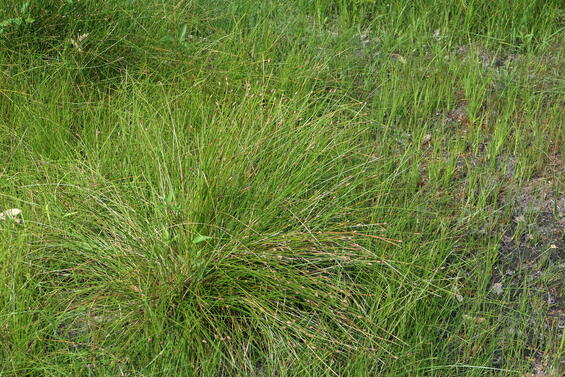 Eleocharis melanocarpa plant 