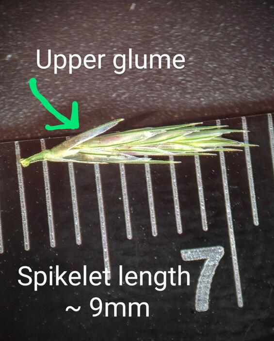 Spikelet with metric ruler showing length at 9 mm.