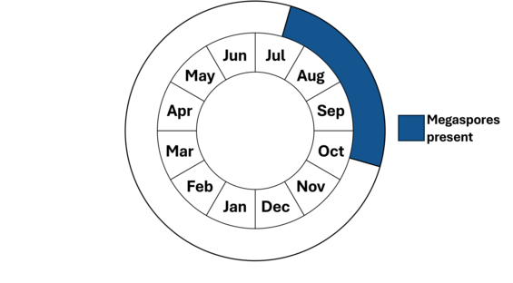 Graphic representation of life cycle, also described in text.
