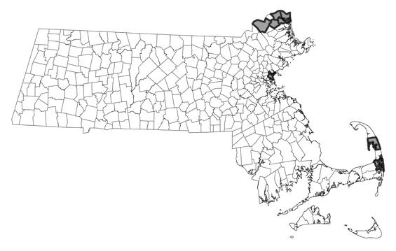 Map showing the distribution of this species in Massachusetts