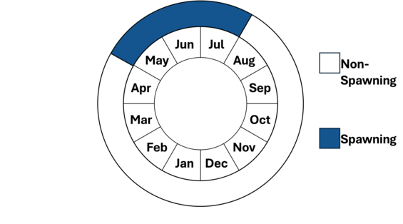 Graphic representation of life cycle, also described in text.