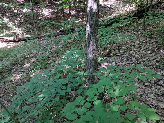black cohosh