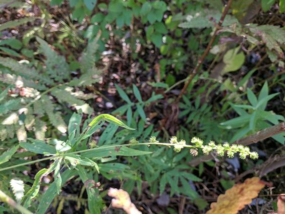 Small-flowered agrimony (Agrimonia parviflora)