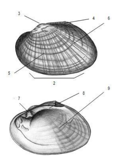 Graphic representation of mussel.
