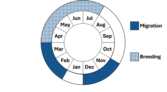 Graphic representation of life cycle, also described in text.