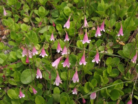 american twinflower
