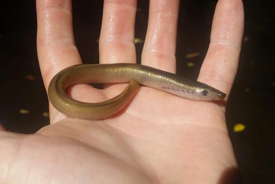 American brook lamprey