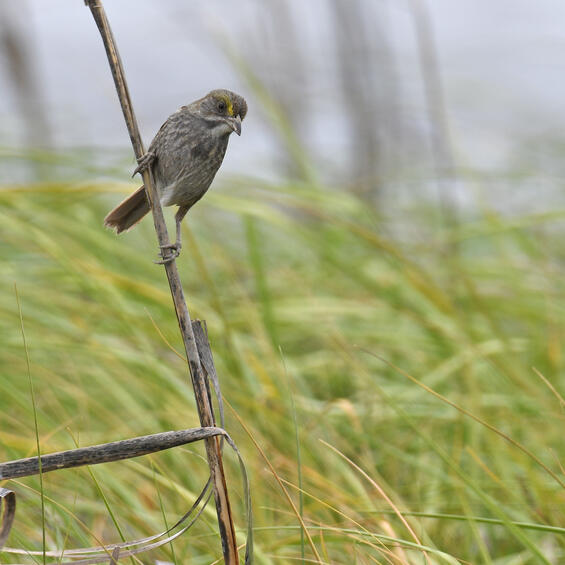 Seaside sparrow