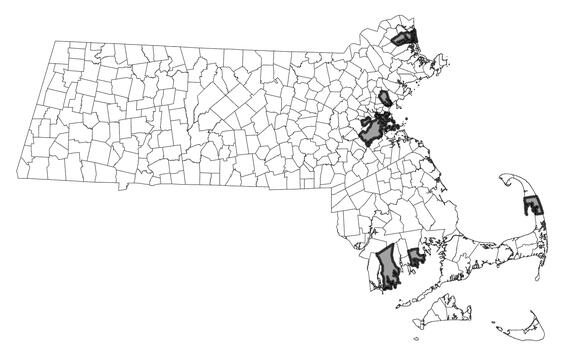 Map showing the distribution of this species in Massachusetts