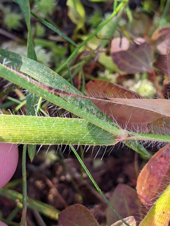 Annual peanut-grass (Amphicarpum amphicarpon)