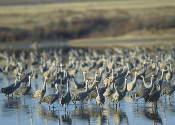 Sandhill crane