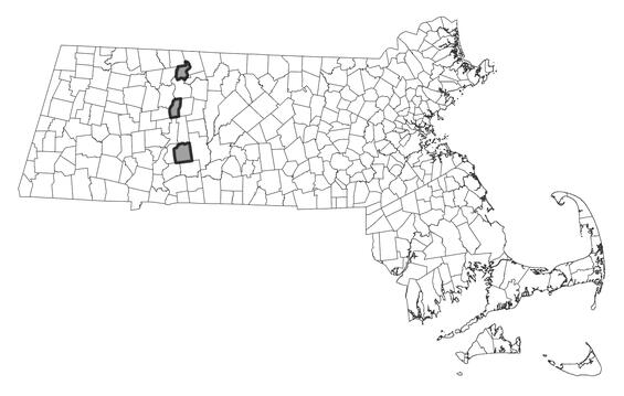 Map showing the distribution of this species in Massachusetts