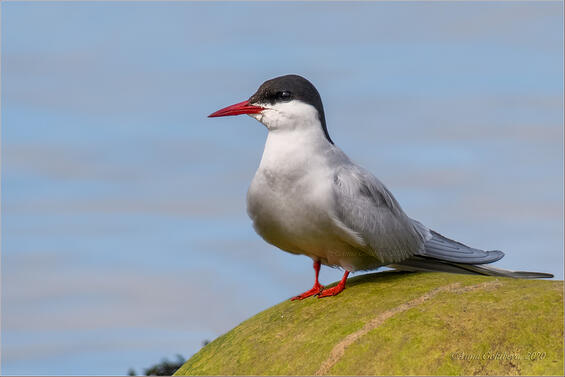 Arctic tern