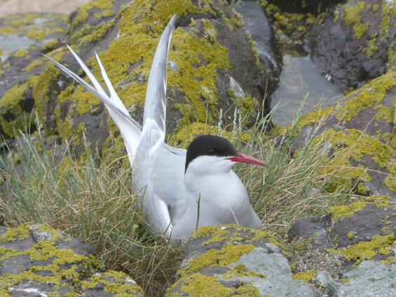 Arctic tern