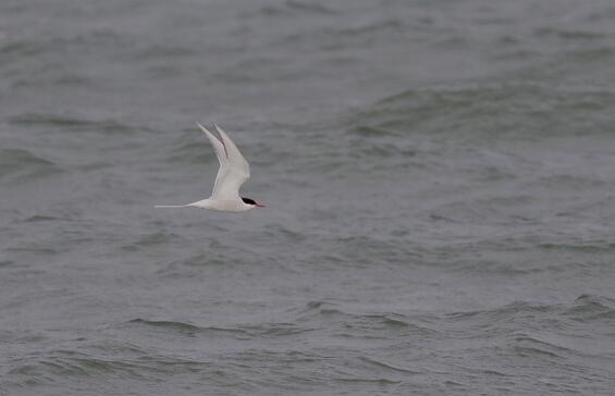 Arctic tern