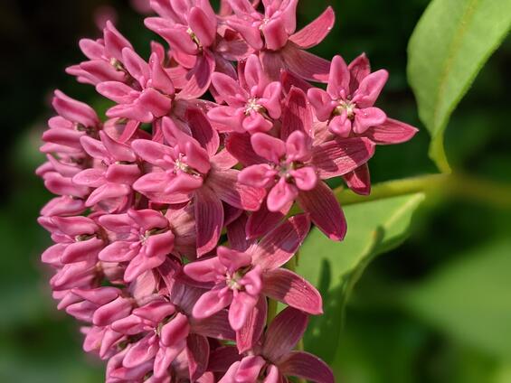 Purple milkweed