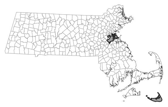 Map showing the distribution of this species in Massachusetts