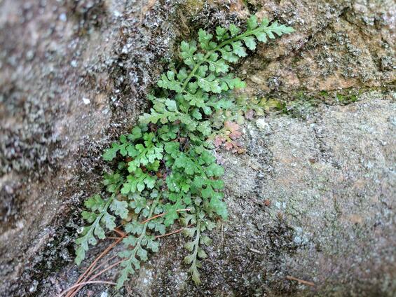 Mountain spleenwort