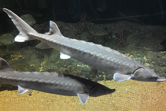 Atlantic Sturgeon