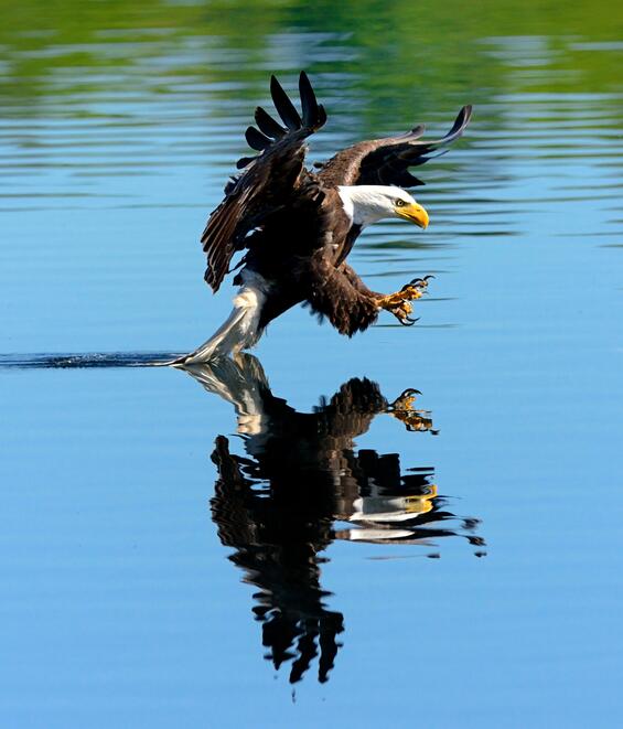 Bald eagle