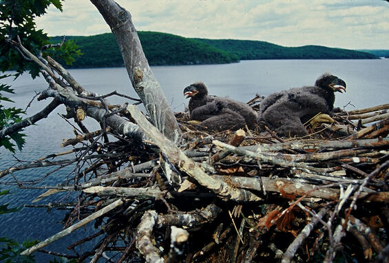Bald eagle nest