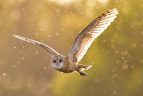 Barn owl