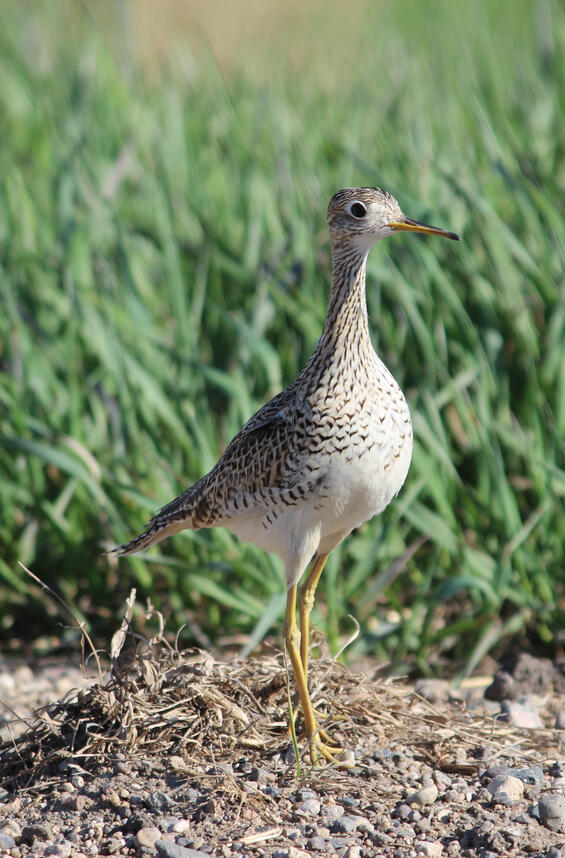 Upland sandpiper