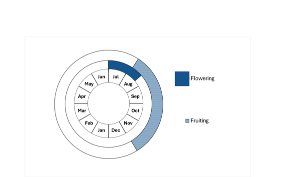 Graphic representation of life cycle, also described in text. 