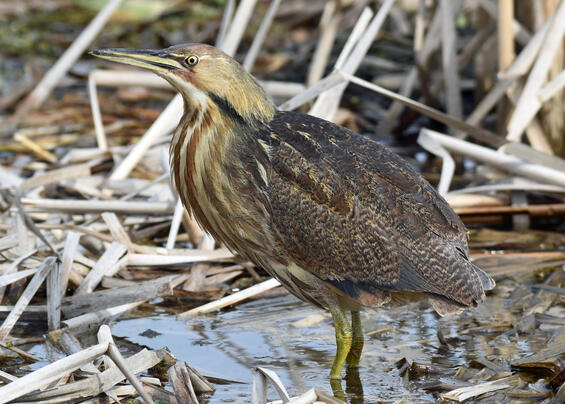 American bittern