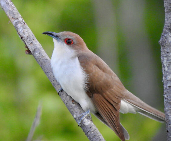 Black-billed Cuckoo