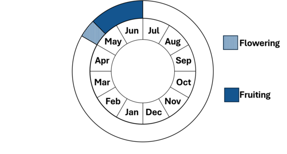 Graphic representation of life cycle, also described in text.