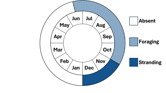 Graphic representation of life cycle, also described in text.