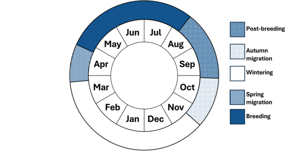 Graphic representation of life cycle, also described in text.