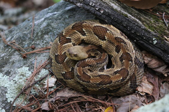 Massachusetts timber rattlesnake with brownish coloration.