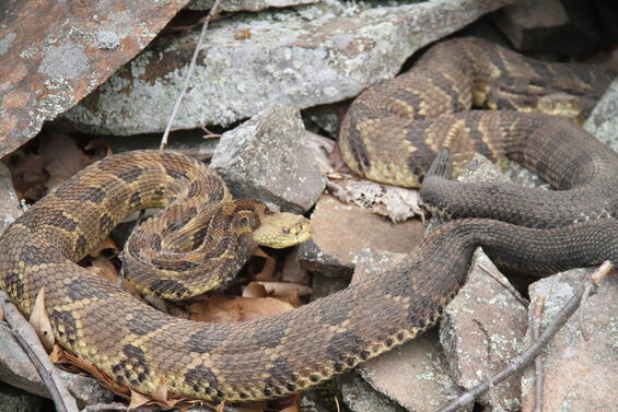 Adult Massachusetts rattlesnakes basking near a den