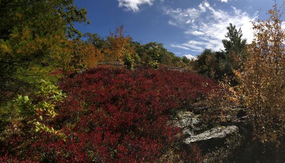 Historic rattlesnake habitat 