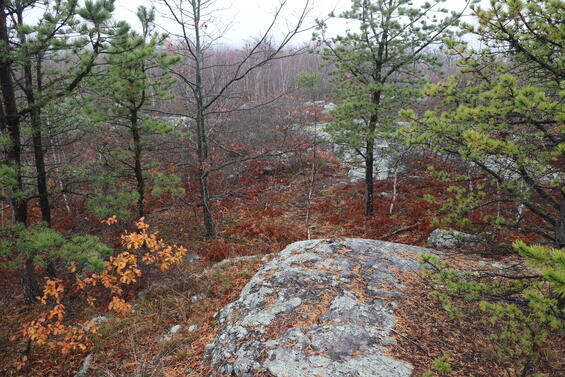 Historic rattlesnake habitat in Lynn Woods, Essex County, Massachusetts.