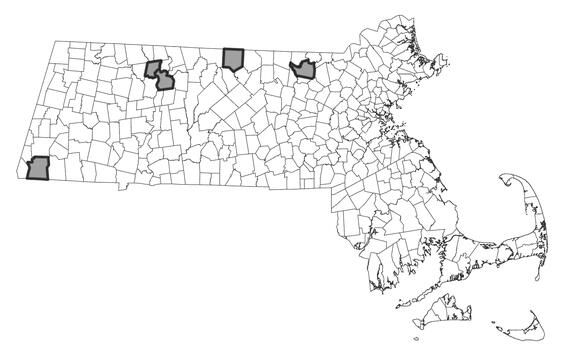 Map showing the distribution of this species in Massachusetts