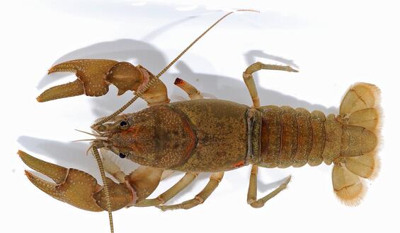 appalachian brook crayfish
