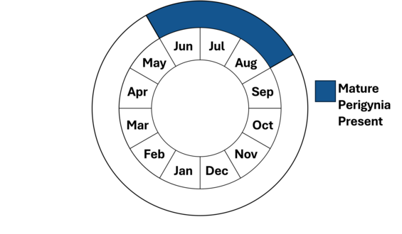 Graphic representation of life cycle, also described in text.