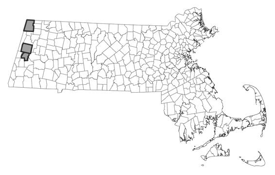 Map showing the distribution of this species in Massachusetts