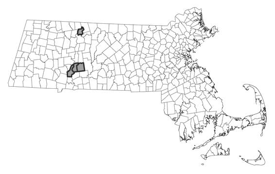 Map showing the distribution of this species in Massachusetts