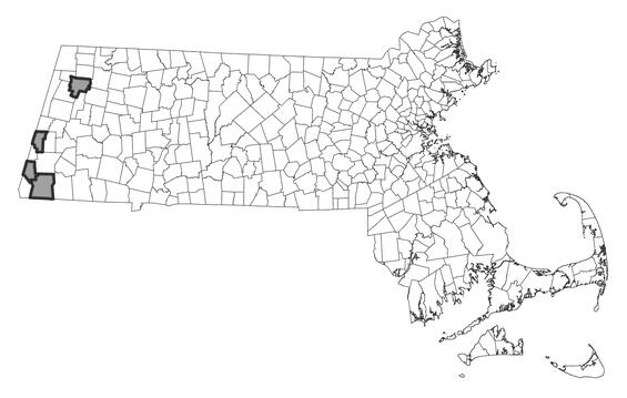 Map showing the distribution of this species in Massachusetts