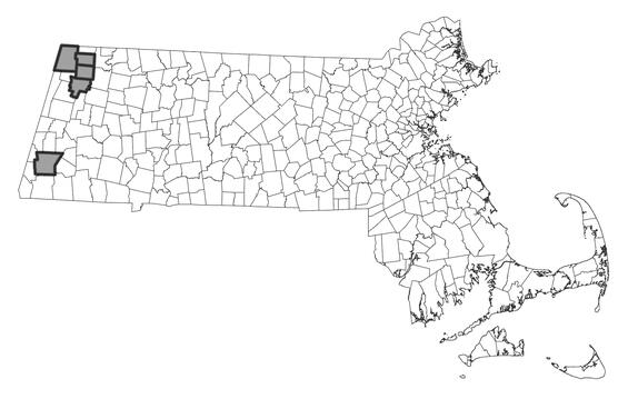Map showing the distribution of this species in Massachusetts