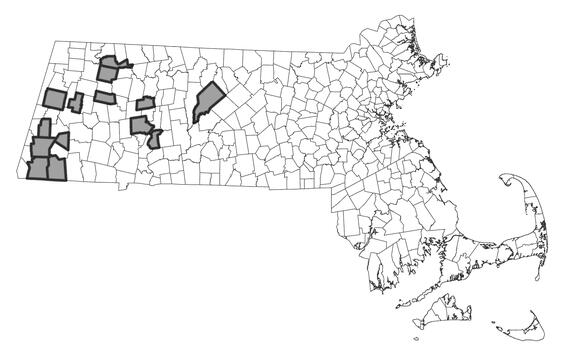 Map showing the distribution of this species in Massachusetts