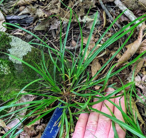 Willdenow’s sedge