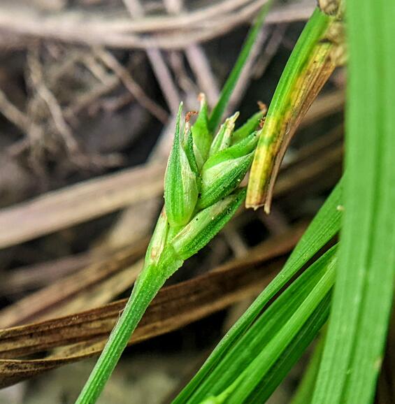 Pistillate spike of Carex willdenowii showing pistillate scales and perigynia.