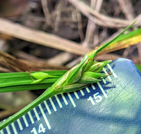 Pistillate spike of Carex willdenowii showing pistillate scales and perigynia.