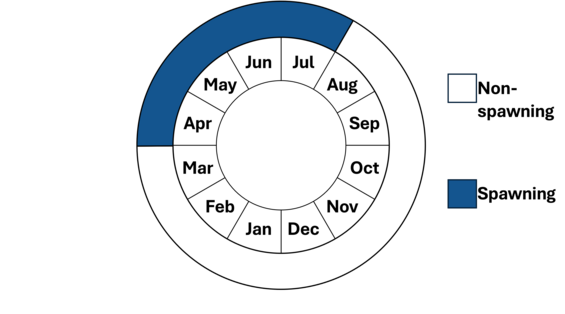 Graphic representation of life cycle, also described in text.